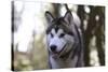 Alaskan Malamute 04-Bob Langrish-Stretched Canvas