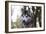 Alaskan Malamute 04-Bob Langrish-Framed Photographic Print