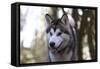 Alaskan Malamute 04-Bob Langrish-Framed Stretched Canvas