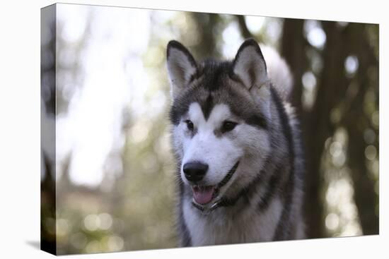 Alaskan Malamute 04-Bob Langrish-Stretched Canvas