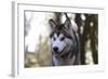 Alaskan Malamute 04-Bob Langrish-Framed Photographic Print