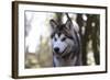 Alaskan Malamute 04-Bob Langrish-Framed Photographic Print