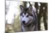 Alaskan Malamute 04-Bob Langrish-Mounted Photographic Print