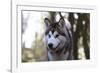 Alaskan Malamute 04-Bob Langrish-Framed Photographic Print