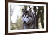 Alaskan Malamute 04-Bob Langrish-Framed Photographic Print