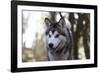 Alaskan Malamute 04-Bob Langrish-Framed Photographic Print