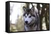 Alaskan Malamute 04-Bob Langrish-Framed Stretched Canvas