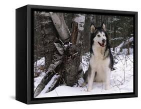 Alaskan Malamute Dog in Snow, USA-Lynn M. Stone-Framed Stretched Canvas