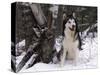 Alaskan Malamute Dog in Snow, USA-Lynn M. Stone-Stretched Canvas