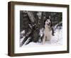 Alaskan Malamute Dog in Snow, USA-Lynn M. Stone-Framed Premium Photographic Print