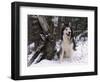 Alaskan Malamute Dog in Snow, USA-Lynn M. Stone-Framed Premium Photographic Print