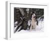 Alaskan Malamute Dog in Snow, USA-Lynn M. Stone-Framed Premium Photographic Print