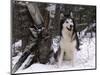 Alaskan Malamute Dog in Snow, USA-Lynn M. Stone-Mounted Premium Photographic Print