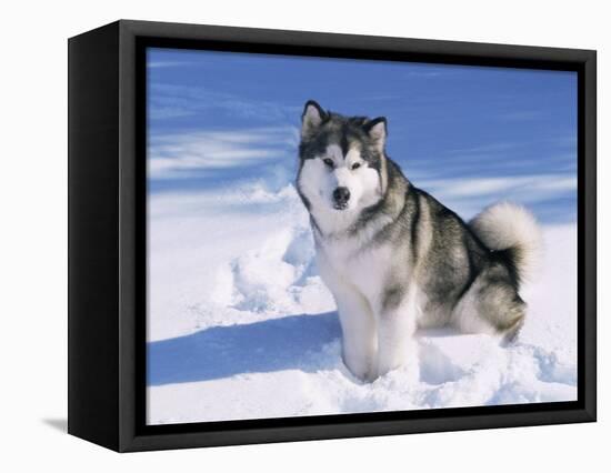 Alaskan Malamute Dog, in Snow, USA-Lynn M^ Stone-Framed Stretched Canvas