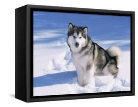 Alaskan Malamute Dog, in Snow, USA-Lynn M^ Stone-Framed Stretched Canvas