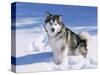 Alaskan Malamute Dog, in Snow, USA-Lynn M^ Stone-Stretched Canvas