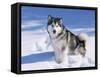 Alaskan Malamute Dog, in Snow, USA-Lynn M^ Stone-Framed Stretched Canvas