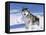 Alaskan Malamute Dog, in Snow, USA-Lynn M^ Stone-Framed Stretched Canvas