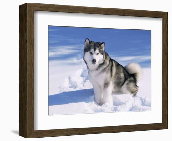 Alaskan Malamute Dog, in Snow, USA-Lynn M^ Stone-Framed Premium Photographic Print
