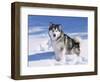 Alaskan Malamute Dog, in Snow, USA-Lynn M^ Stone-Framed Premium Photographic Print