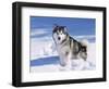 Alaskan Malamute Dog, in Snow, USA-Lynn M^ Stone-Framed Premium Photographic Print
