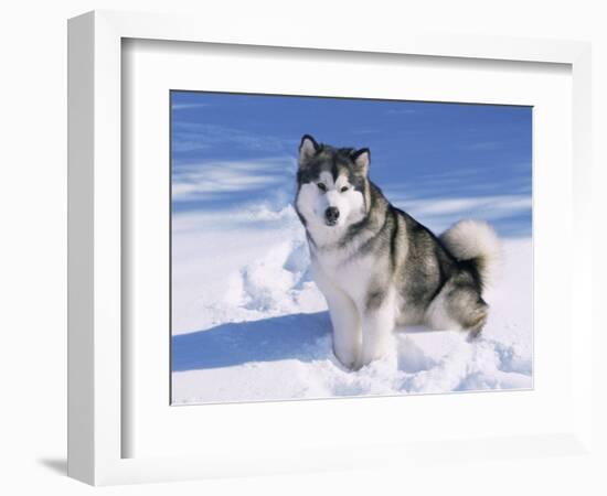 Alaskan Malamute Dog, in Snow, USA-Lynn M^ Stone-Framed Premium Photographic Print