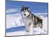 Alaskan Malamute Dog, in Snow, USA-Lynn M^ Stone-Mounted Premium Photographic Print
