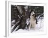 Alaskan Malamute Dog in Snow, USA-Lynn M. Stone-Framed Photographic Print