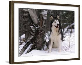 Alaskan Malamute Dog in Snow, USA-Lynn M. Stone-Framed Photographic Print