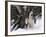 Alaskan Malamute Dog in Snow, USA-Lynn M. Stone-Framed Photographic Print