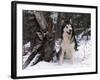 Alaskan Malamute Dog in Snow, USA-Lynn M. Stone-Framed Photographic Print