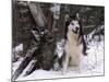 Alaskan Malamute Dog in Snow, USA-Lynn M. Stone-Mounted Photographic Print