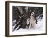 Alaskan Malamute Dog in Snow, USA-Lynn M. Stone-Framed Photographic Print