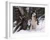 Alaskan Malamute Dog in Snow, USA-Lynn M. Stone-Framed Photographic Print