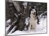 Alaskan Malamute Dog in Snow, USA-Lynn M. Stone-Mounted Photographic Print