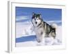 Alaskan Malamute Dog, in Snow, USA-Lynn M^ Stone-Framed Photographic Print