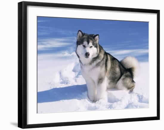 Alaskan Malamute Dog, in Snow, USA-Lynn M^ Stone-Framed Photographic Print