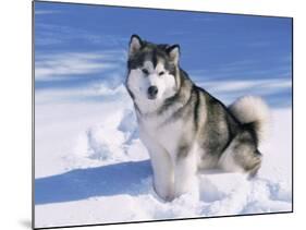 Alaskan Malamute Dog, in Snow, USA-Lynn M^ Stone-Mounted Photographic Print