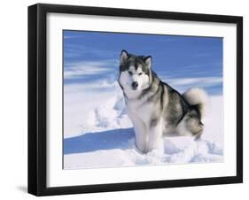 Alaskan Malamute Dog, in Snow, USA-Lynn M^ Stone-Framed Photographic Print