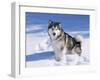 Alaskan Malamute Dog, in Snow, USA-Lynn M^ Stone-Framed Photographic Print