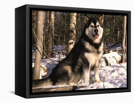 Alaskan Malamute Dog in Woodland, USA-Lynn M. Stone-Framed Stretched Canvas