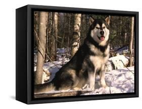 Alaskan Malamute Dog in Woodland, USA-Lynn M. Stone-Framed Stretched Canvas