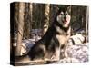 Alaskan Malamute Dog in Woodland, USA-Lynn M. Stone-Stretched Canvas