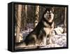 Alaskan Malamute Dog in Woodland, USA-Lynn M. Stone-Framed Stretched Canvas