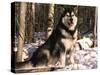 Alaskan Malamute Dog in Woodland, USA-Lynn M. Stone-Stretched Canvas