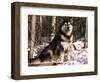 Alaskan Malamute Dog in Woodland, USA-Lynn M. Stone-Framed Premium Photographic Print