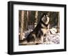 Alaskan Malamute Dog in Woodland, USA-Lynn M. Stone-Framed Premium Photographic Print