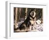 Alaskan Malamute Dog in Woodland, USA-Lynn M. Stone-Framed Premium Photographic Print