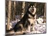 Alaskan Malamute Dog in Woodland, USA-Lynn M. Stone-Mounted Premium Photographic Print