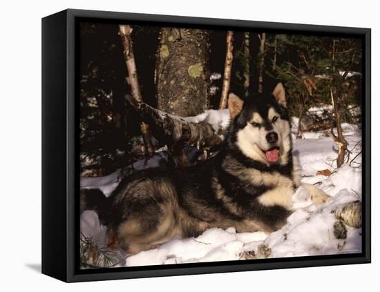 Alaskan Malamute Dog in Woodland, USA-Lynn M. Stone-Framed Stretched Canvas